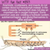 WTF Fun Fact – Hemolymph Not Blood