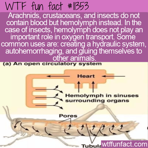 WTF Fun Fact - Hemolymph Not Blood