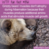WTF Fun Fact – How To Avoid Muscle Atrophy