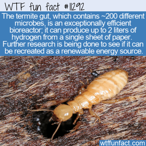 WTF Fun Fact - Hydrogen From Termite Gut