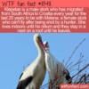 WTF Fun Fact – Klepetan The Stork