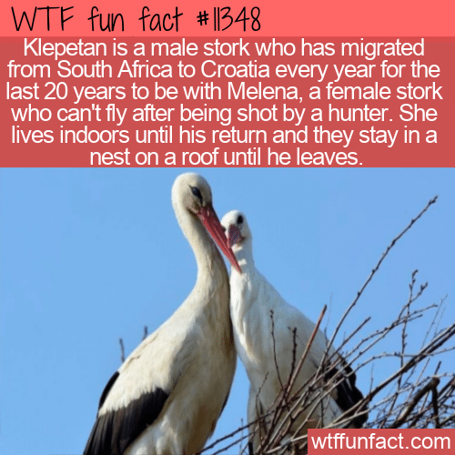 WTF Fun Fact - Klepetan The Stork
