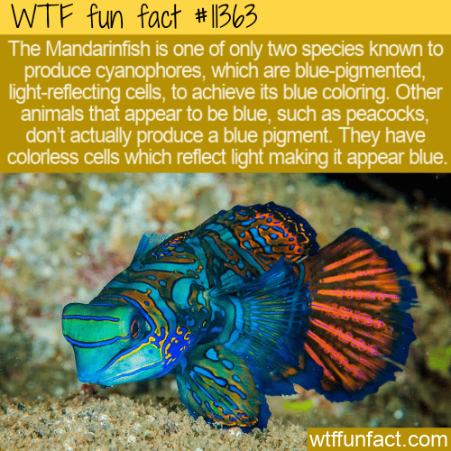 WTF Fun Fact - Mandarinfish Can Produce Blue Pigments