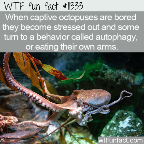 WTF Fun Fact - Octopus Autophagy