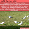 WTF Fun Fact – Seagulls Rain Dance For Worms