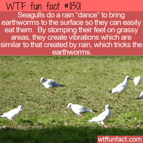 WTF Fun Fact - Seagulls Rain Dance For Worms