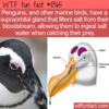 WTF Fun Fact – Supraorbital Gland