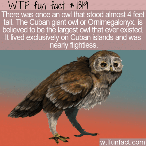 WTF-Fun-Fact-The-Largest-Owl.png