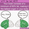 WTF Fun Fact – Your Brain Is Fat