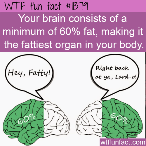 WTF Fun Fact - Your Brain Is Fat