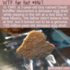 WTF Fun Fact – 3-Year-Old’s Dinosaur Egg