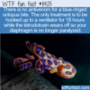 WTF Fun Fact – Blue-Ringed Octopus Bite