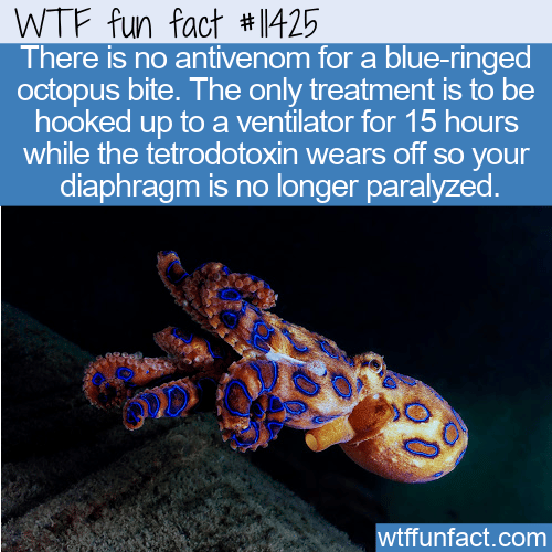 WTF Fun Fact - Blue-Ringed Octopus Bite