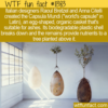 WTF Fun Fact – Burial Pod