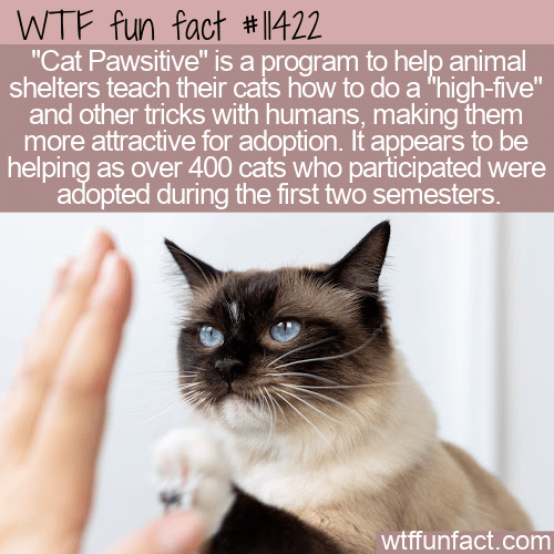 WTF Fun Fact - Cat Pawsitive