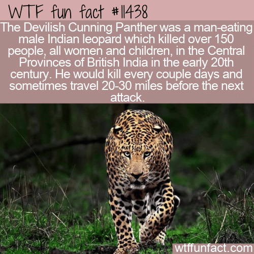 WTF Fun Fact - Devilish Cunning Panther