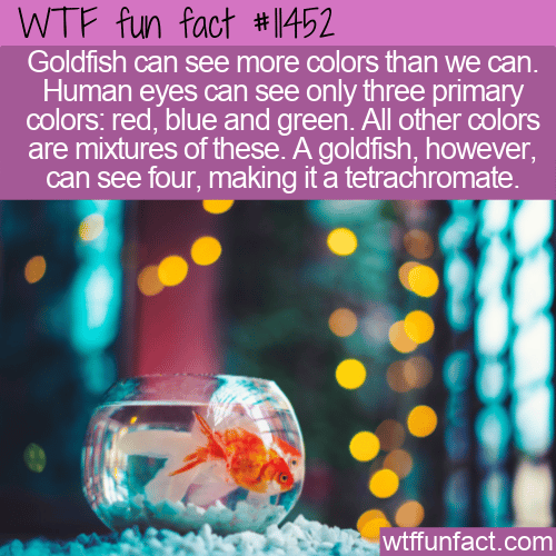 WTF Fun Fact - Goldfish See More Colors
