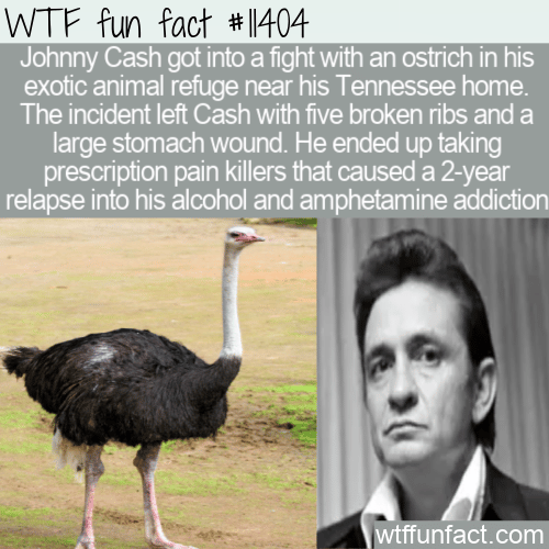 WTF Fun Fact - Johnny Cash vs. Ostrich