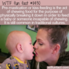 WTF Fun Fact – Kiss-Feeding