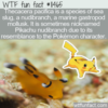 WTF Fun Fact – Pikachu Sea Slug