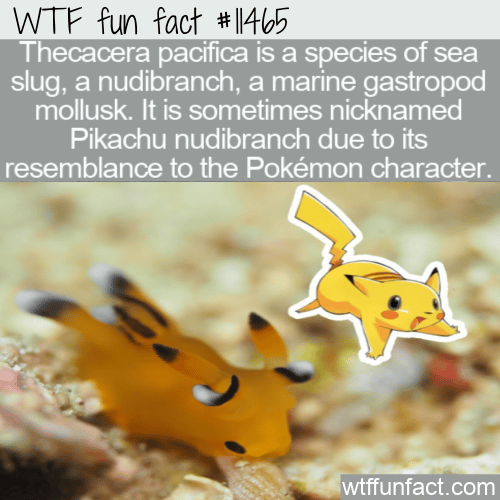 WTF Fun Fact - Pikachu Sea Slug