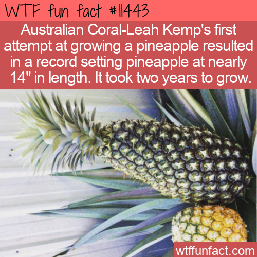 WTF Fun Fact - Record Pineapple