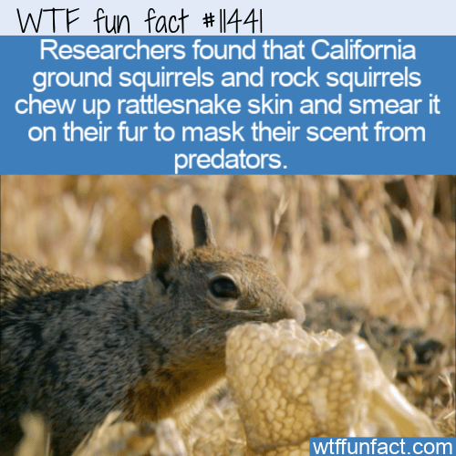 WTF-Fun-Fact-Sneaky-Squirrels.png
