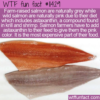 WTF Fun Fact – The Color Of Salmon