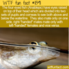 WTF Fun Fact – The Four-Eyed Onesided Fish