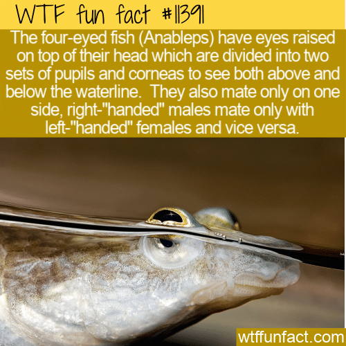 WTF Fun Fact - The Four-Eyed Onesided Fish