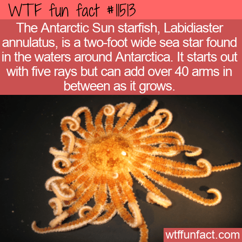 WTF Fun Fact - Antarctic Sun Starfish