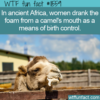 WTF Fun Fact – Camel Mouth Foam