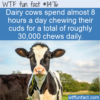 WTF Fun Fact – Chew Chew Chew