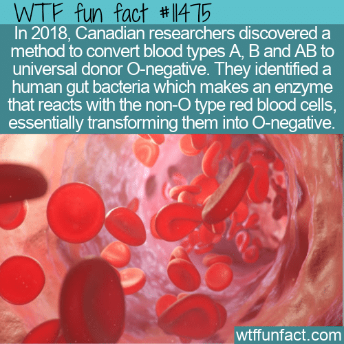WTF Fun Fact - Gut Bacteria Converts Blood Type