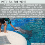 WTF Fun Fact - Kelly The Dolphin