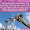 WTF Fun Fact – What Makes An Ostrich Unique?
