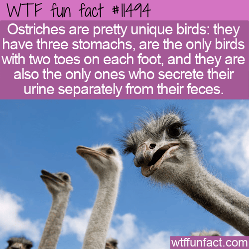 WTF Fun Fact - What Makes An Ostrich Unique