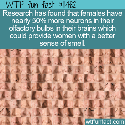 WTF Fun Fact - Women Have Better Sense Of Smell