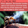 WTF Fun Fact – Bombardier Beetle