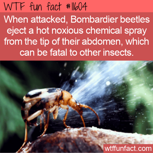 WTF Fun Fact - Bombardier Beetle