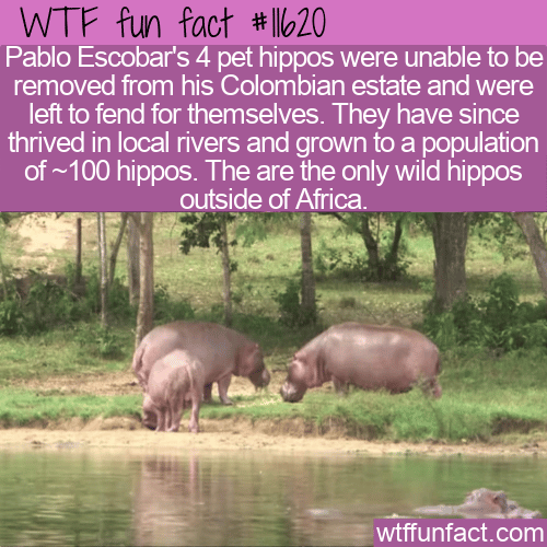 WTF Fun Fact - Colombia's Thriving Hippo Population