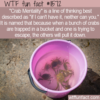 WTF Fun Fact – Crab Mentality