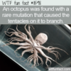 WTF Fun Fact – Creepy Octopus