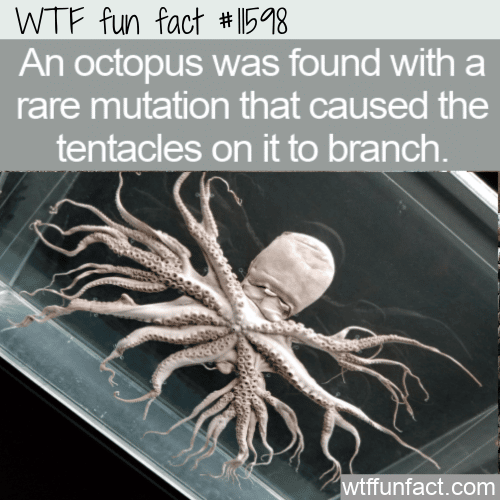 WTF Fun Fact - Creepy Octopus