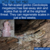WTF Fun Fact – Fish-Scaled Gecko