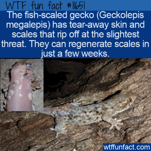 WTF Fun Fact - Fish-Scaled Gecko