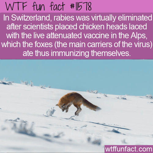 WTF Fun Fact - How Switzerland Rid Themselves of Rabies