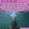 WTF Fun Fact – Mammalian Diving Reflex