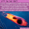 WTF Fun Fact – Shark Sperm Storage