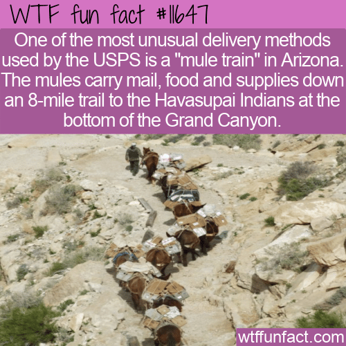 WTF Fun Fact - USPS Mule Train